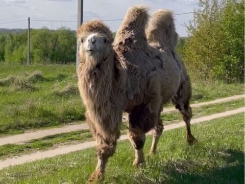 На полях соседнего с Лыткарино округа заметили гуляющих верблюдов Новости Лыткарино 